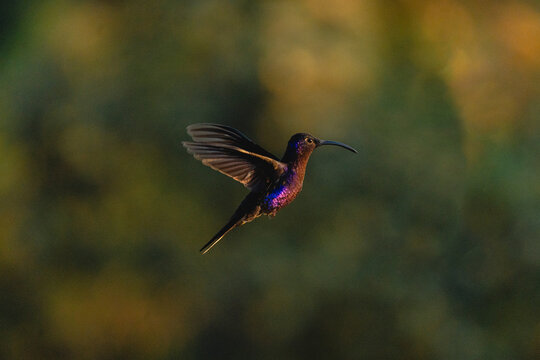Purple hummingbird in flight