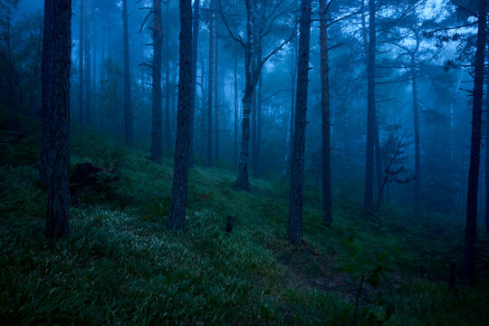 Fototapeta Morning mist in the forest