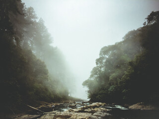 FOREST
