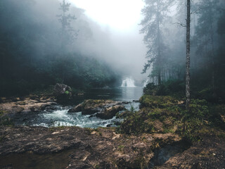 Forest