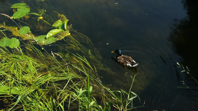 Close-up of a drake duck swimming in a pond overgrown with duckweed and lilies