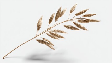 Oat plant branch isolated