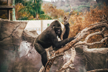 Naklejka premium GORILLA