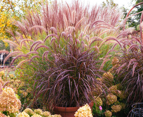 Exquisite vase shaped ornamental grass, Miscanthus sinensis, Morning Light, known by Japanese...