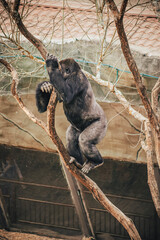 Naklejka premium GORILLA