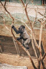 Naklejka premium GORILLA