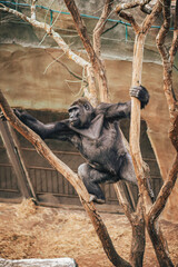 Naklejka premium GORILLA