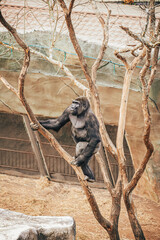 Naklejka premium GORILLA