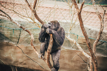 Naklejka premium GORILLA