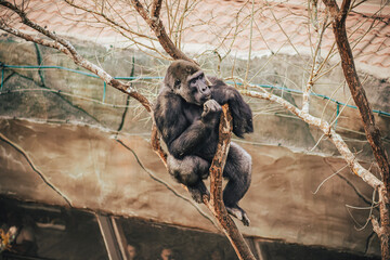 Naklejka premium GORILLA