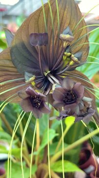 Close-up of the exotic black bat flower (Tacca chantrieri) with its unique dark petals and long whisker-like bracts. Rare tropical plant, unusual and mysterious blossom, perfect for botanical lovers.