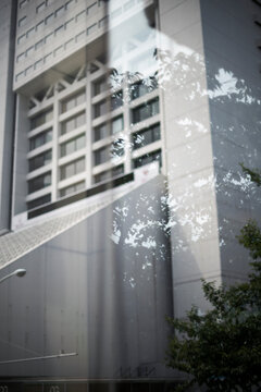 High-rise building with tree reflections in window