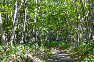 Obraz premium 新緑に包まれた遊歩道