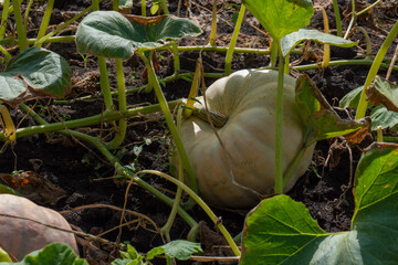 Close-up of a ripe pumpkin symbolizing abundant autumn harvest in a rural field, representing organic farming, seasonal food, agriculture, natural produce, Halloween and Thanksgiving traditions