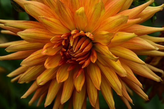 orange dahlia flower close up blooming on plant in garden  - Powered by Adobe