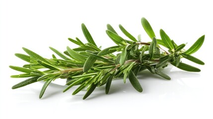 Fresh rosemary sprig isolated