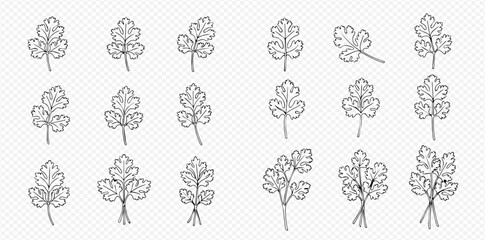 A collection of parsley illustrations in a black outline style, showing single sprigs and tied bunches.