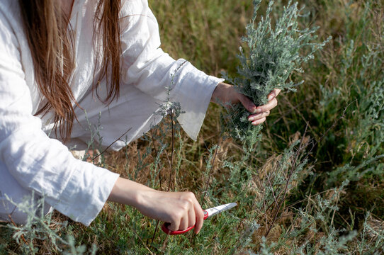hands of a woman who collects herbs in a field