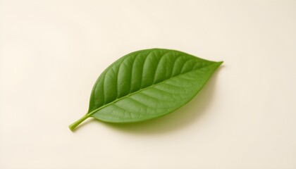Obraz premium green leaf on a white background