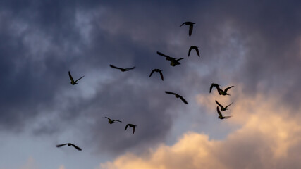 A flock of birds flying in the sky at sunset