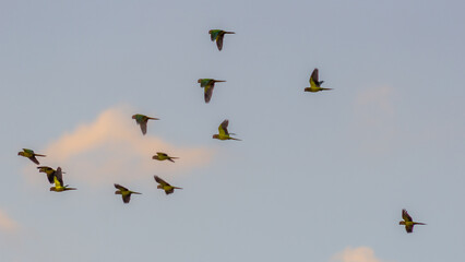 A flock of birds flying in the sky at sunset