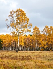 Autumn birch forest landscape
