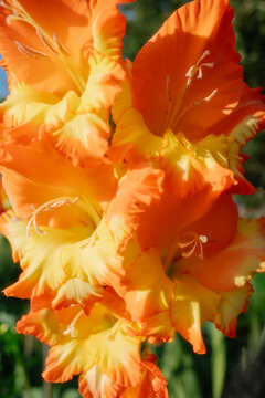 Close up of bright blooming flowers