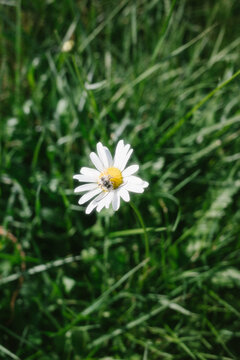 Close up of daisy and bee on green grass