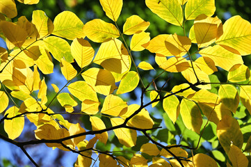 Fall foliage background - yellow autumn leaves in sunlight