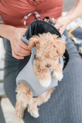 A woman is holding a small dog in a harness. The dog is wearing a grey and white vest