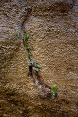 Plants growing out of rock cliff wall with water weeping down, Riverside Trail, Zion National Park, Utah
