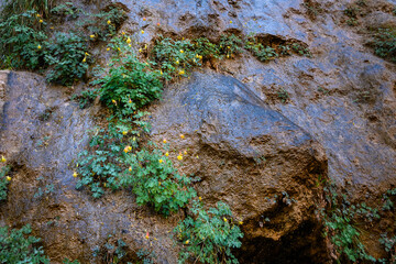 Golden Columbine plants, with yellow flowers blooming, growing out of rock cliff wall with water weeping down, Riverside Trail, Zion National Park, Utah
