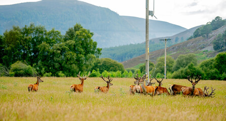 A group of deer roaming in the field