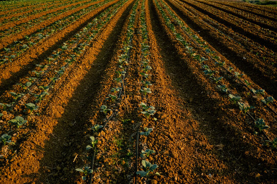 Young Crops Growing in Farm Field