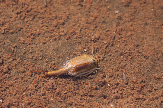 A triops swims in a  very shallow ephemeral pool with air bubbles sticking to the back of its carapace on a sunny late summer day in Utah USA.