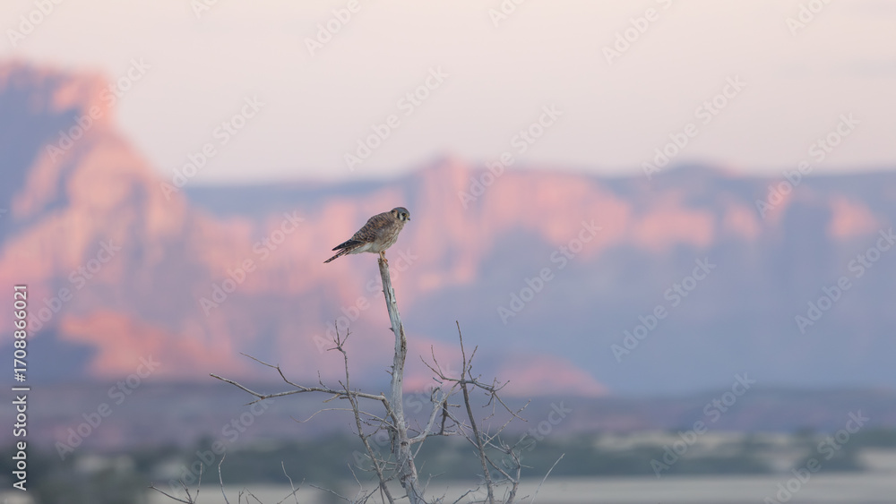 Wall mural An American Kestrel perches on a dead tree facing towards the right with the rugged cliffs of Southern Utah USA glowing pink with sunset light in the background.