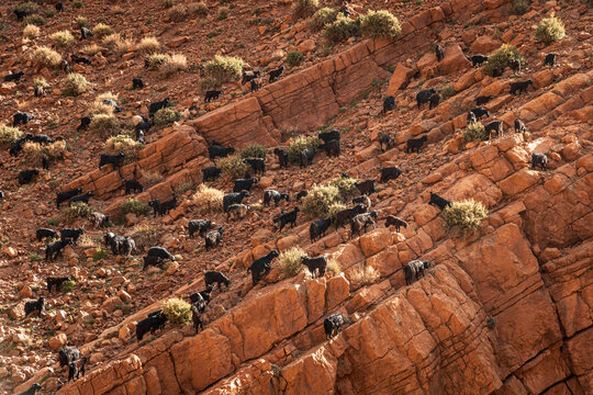 Black goats climbing rocky desert hillside in Morocco
