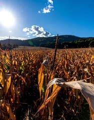 Autumn cornfield with a vibrant blue sky