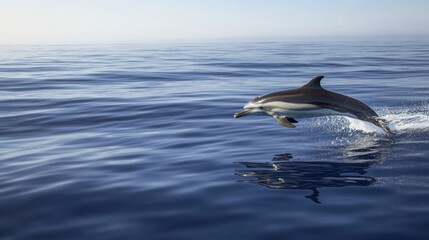 Fototapeta premium Striking Common Dolphin Leaping from Deep Blue Ocean, Reflected in Calm Waters
