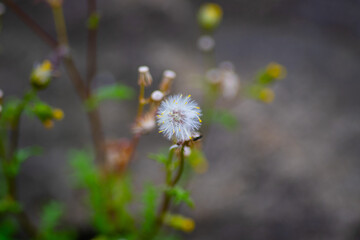 Close-up of white dandelion seed head in soft focus