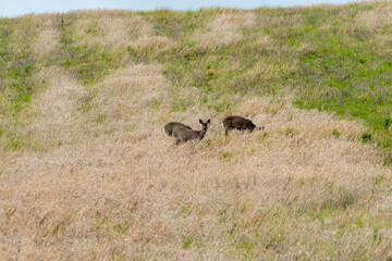 Deer grazing peacefully on a green hillside during a sunny afternoon in the countryside