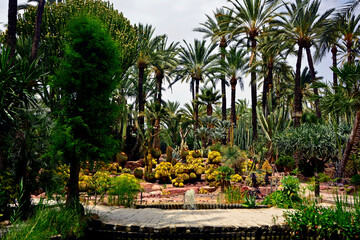 egzotyczny ogród ze stawem i wysokimi palmami, gaj palmowy ze stawem i kaktusami, Botanical garden in Elche, Alicante, spain, Water pond and palm trees and cacti, staw, palmy i kaktusy  © kateej