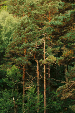 Fototapeta Lush green forest with tall trees under bright sunlight