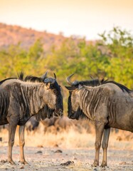 Two wildebeest facing each other in savanna at dawn
