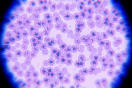 Microscopic View of Purple Cells Under Bright Light