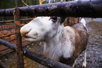 Reindeer in a zoo, caribou in North America, wild animal, nature.