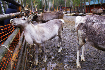 Reindeer in a zoo, caribou in North America, wild animal, nature.