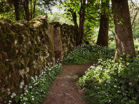Moss-covered wall along forest path bordered with wild garlic