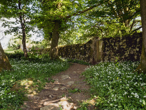 Path through forest with stone wall and wild garlic