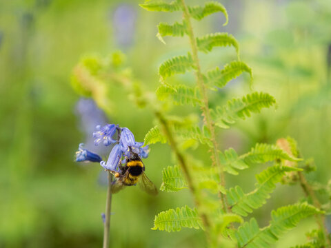 Bee on bluebell flower with ferns